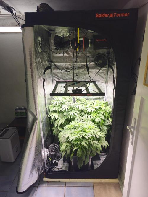 Royal AK Fem + O.G. Kush RQS. Week 6