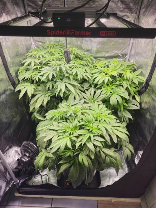 Royal AK Fem + O.G. Kush RQS. Week 6