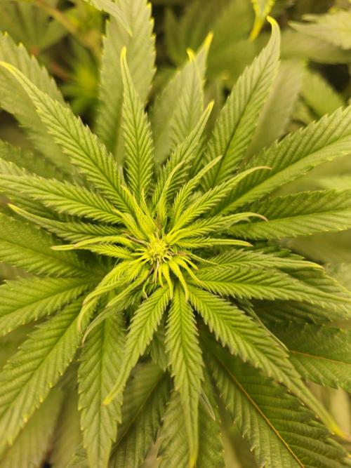 Royal AK Fem + O.G. Kush RQS. Week 6