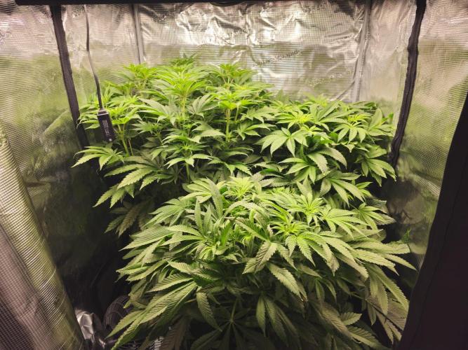 Royal AK Fem + O.G. Kush RQS. Week 6