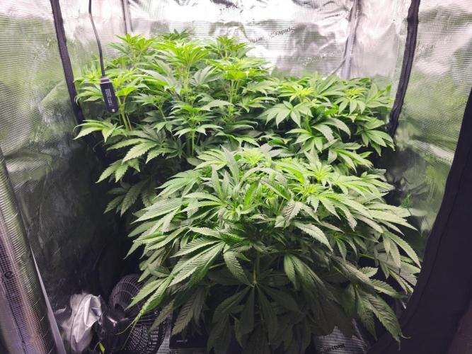 Royal AK Fem + O.G. Kush RQS. Week 6