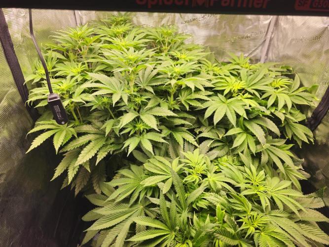 Royal AK Fem + O.G. Kush RQS. Week 6