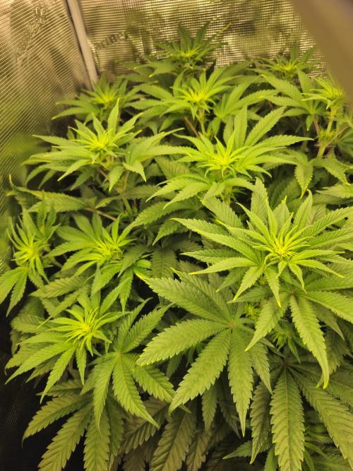 Royal AK Fem + O.G. Kush RQS. Week 6