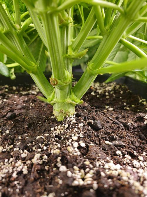 Royal AK Fem + O.G. Kush RQS. Week 6