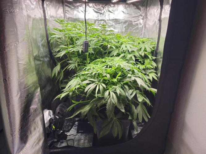 Royal AK Fem + O.G. Kush RQS. Week 6