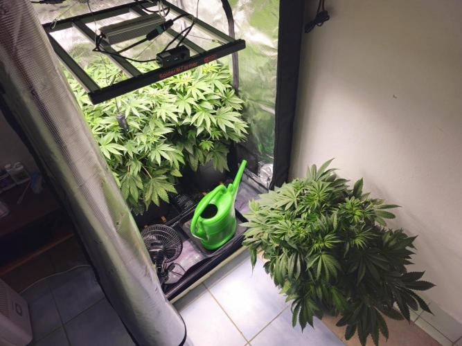 Royal AK Fem + O.G. Kush RQS. Week 6