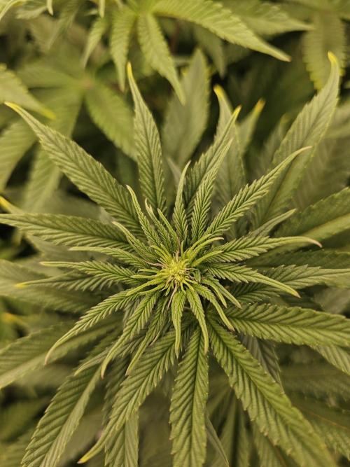 Royal AK Fem + O.G. Kush RQS. Week 6