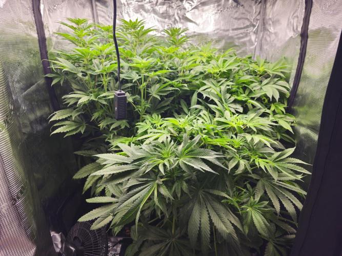 Royal AK Fem + O.G. Kush RQS. Week 7