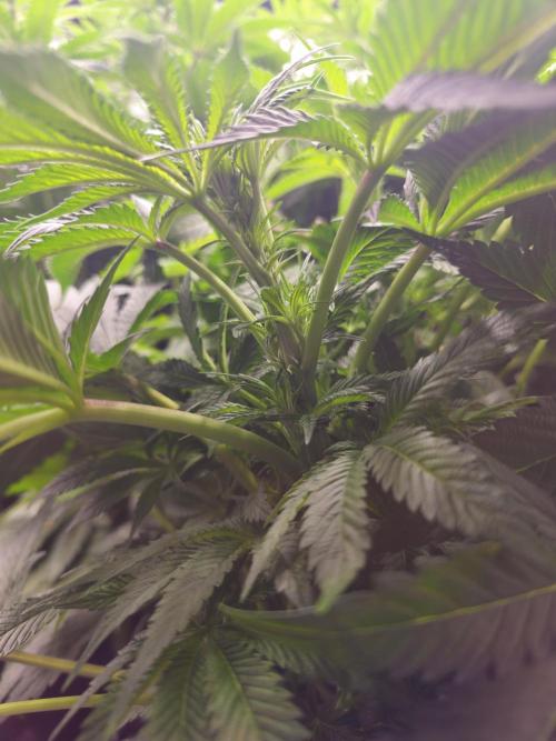 Royal AK Fem + O.G. Kush RQS. Week 7