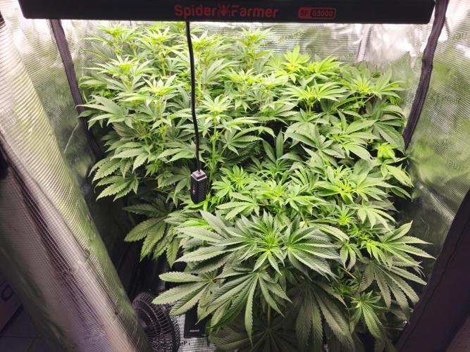 Royal AK Fem + O.G. Kush RQS. Week 7