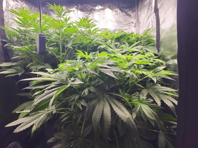 Royal AK Fem + O.G. Kush RQS. Week 7