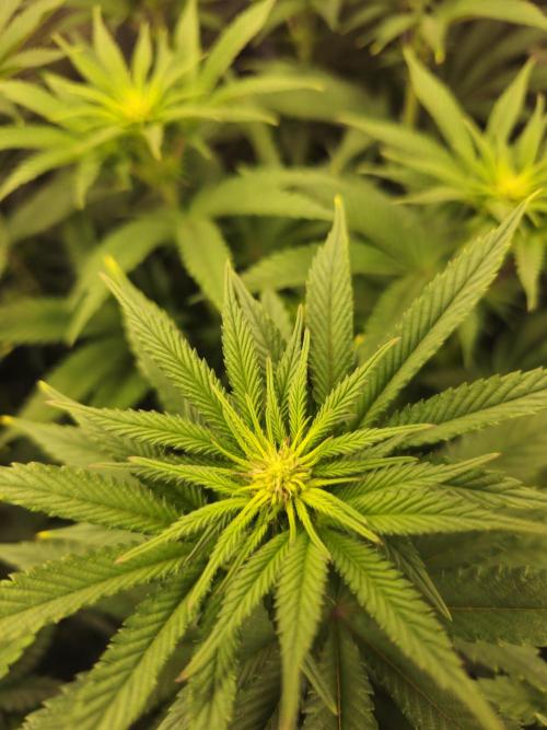 Royal AK Fem + O.G. Kush RQS. Week 7