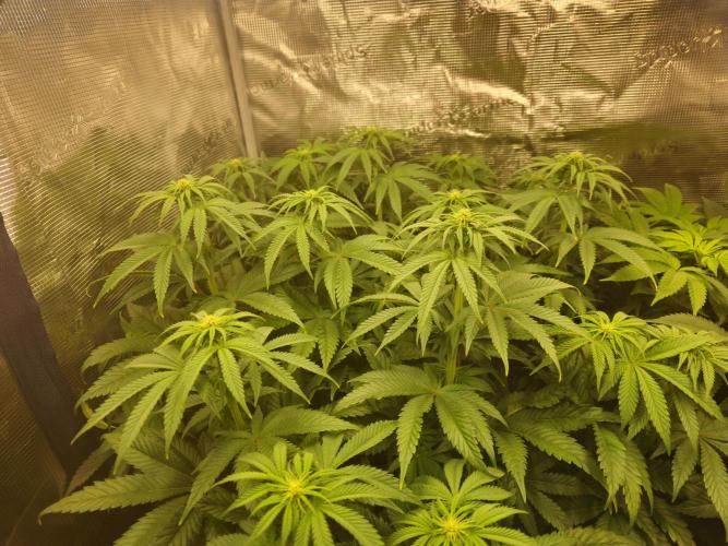 Royal AK Fem + O.G. Kush RQS. Week 7