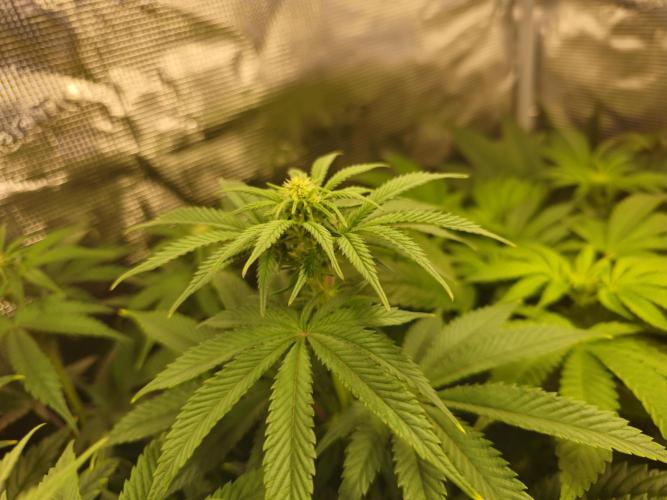 Royal AK Fem + O.G. Kush RQS. Week 7