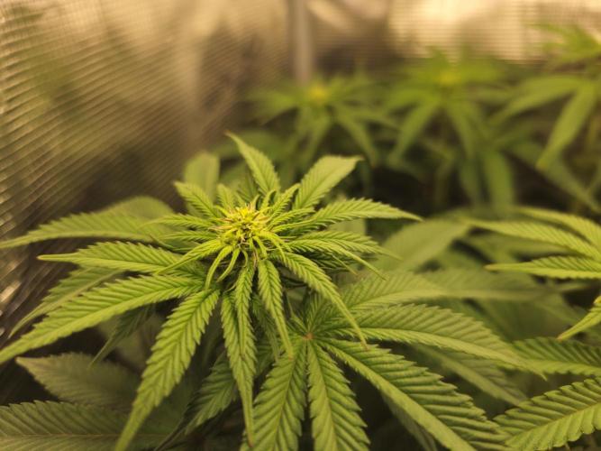 Royal AK Fem + O.G. Kush RQS. Week 7