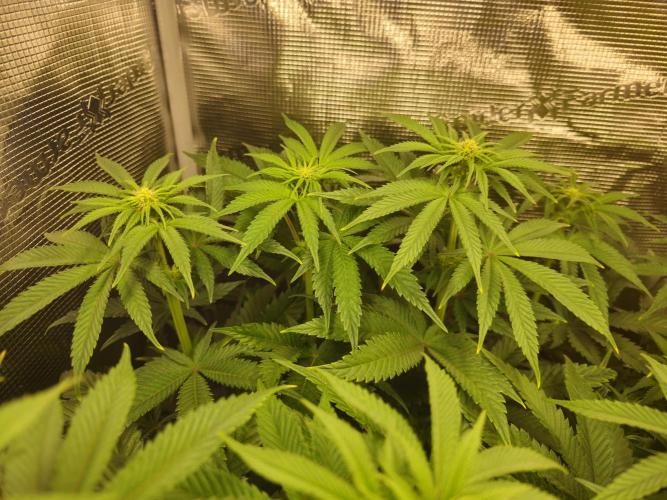 Royal AK Fem + O.G. Kush RQS. Week 7