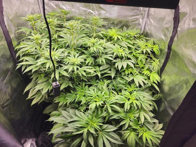 Royal AK Fem + O.G. Kush RQS. Week 7