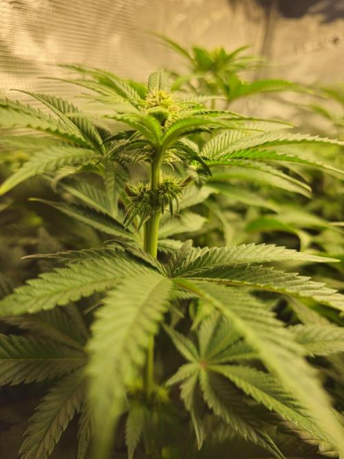 Royal AK Fem + O.G. Kush RQS. Week 7