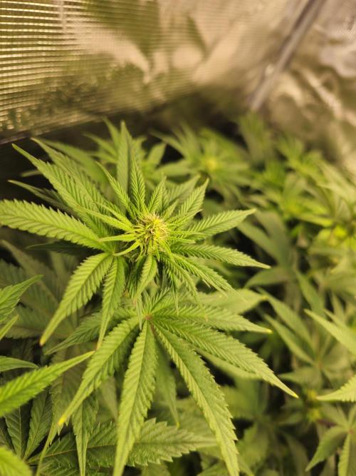 Royal AK Fem + O.G. Kush RQS. Week 7