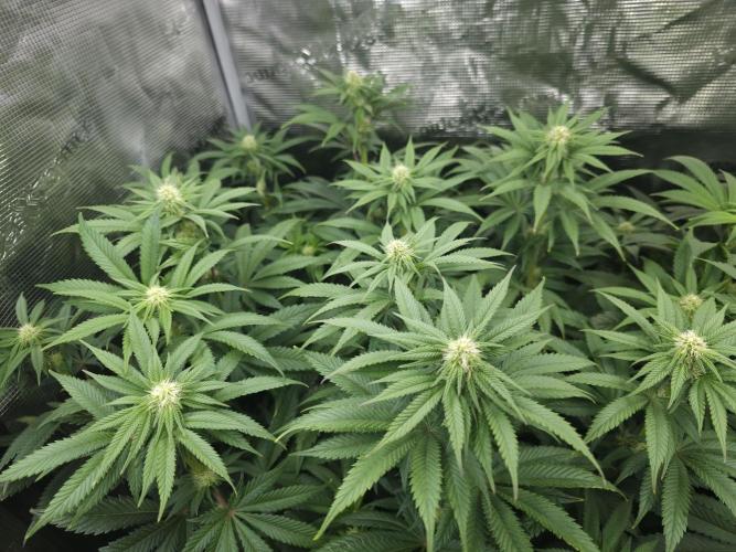 Royal AK Fem + O.G. Kush RQS. Week 7