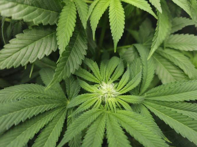 Royal AK Fem + O.G. Kush RQS. Week 7