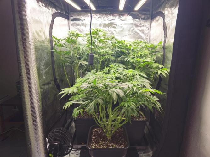 Royal AK Fem + O.G. Kush RQS. Week 7