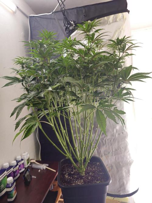 Royal AK Fem + O.G. Kush RQS. Week 7 - Day 23 12/12 Defoliation