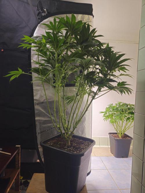 Royal AK Fem + O.G. Kush RQS. Week 7