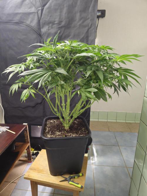 Royal AK Fem + O.G. Kush RQS. Week 7