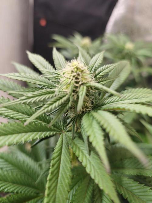 Royal AK Fem + O.G. Kush RQS. Week 7