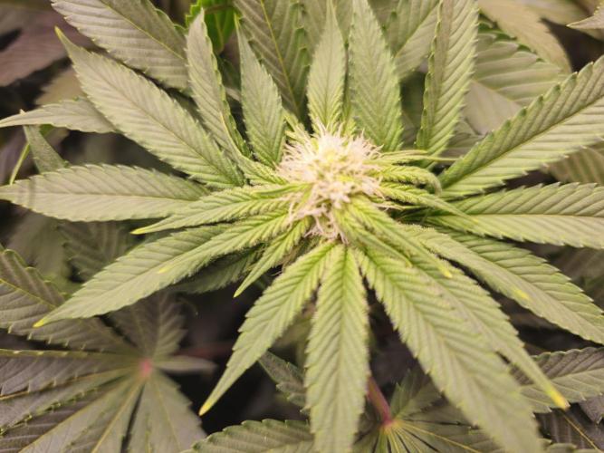 Royal AK Fem + O.G. Kush RQS. Week 8