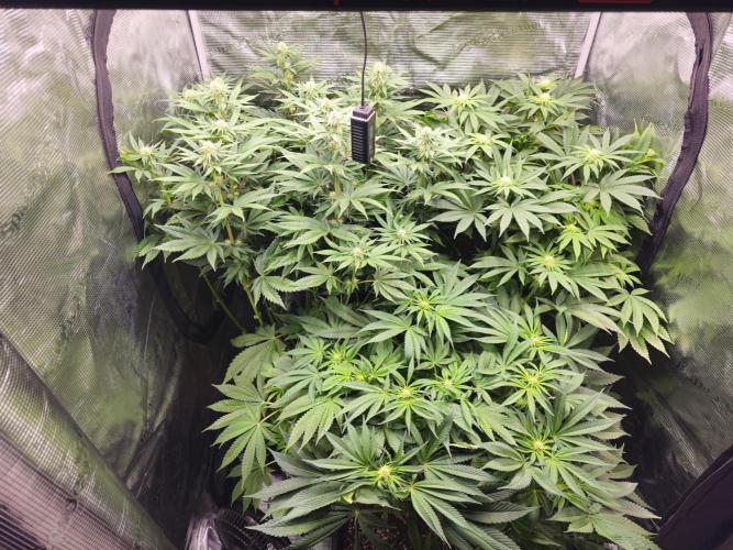 Royal AK Fem + O.G. Kush RQS. Week 8