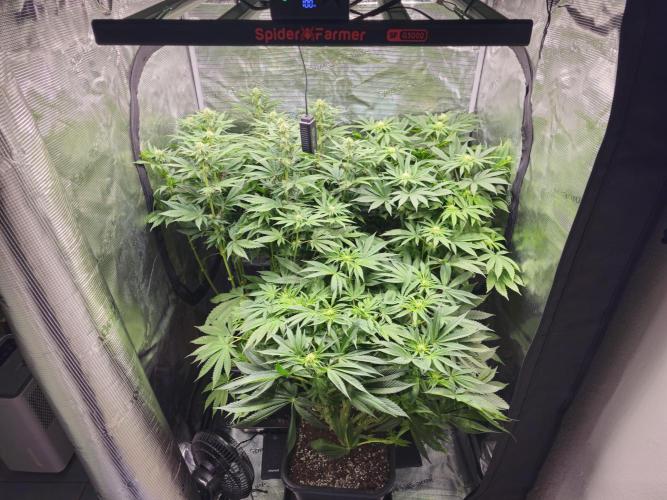 Royal AK Fem + O.G. Kush RQS. Week 8