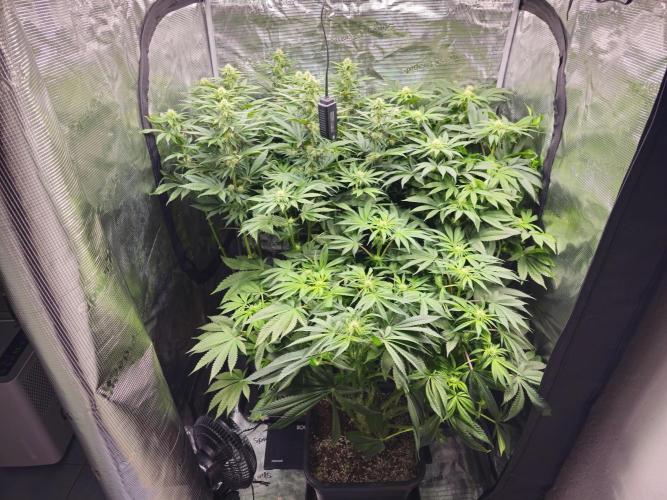 Royal AK Fem + O.G. Kush RQS. Week 8