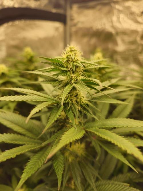 Royal AK Fem + O.G. Kush RQS. Week 8