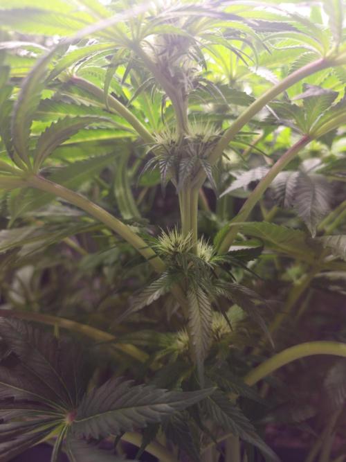 Royal AK Fem + O.G. Kush RQS. Week 8