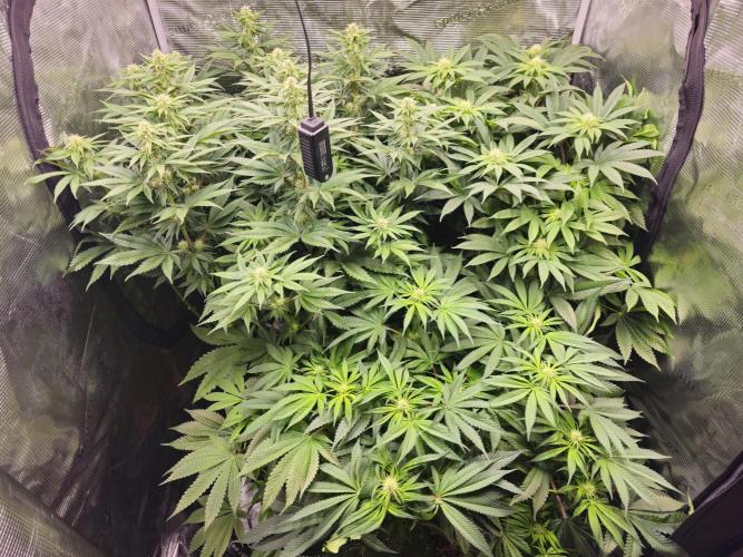 Royal AK Fem + O.G. Kush RQS. Week 8