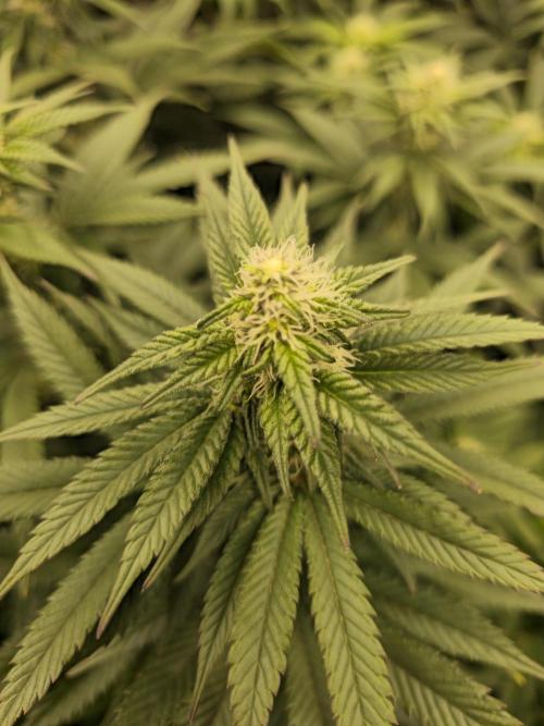 Royal AK Fem + O.G. Kush RQS. Week 8