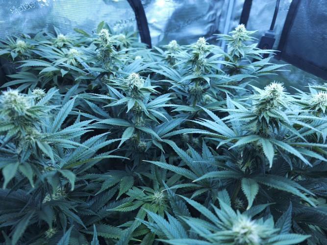 Royal AK Fem + O.G. Kush RQS. Week 8