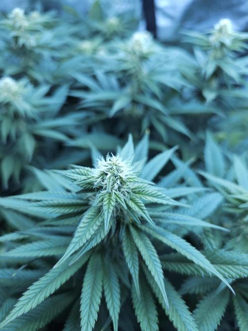 Royal AK Fem + O.G. Kush RQS. Week 8