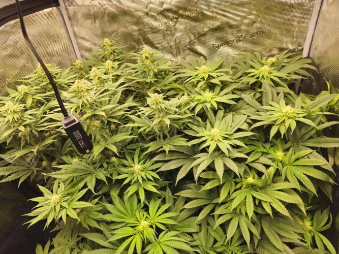 Royal AK Fem + O.G. Kush RQS. Week 8