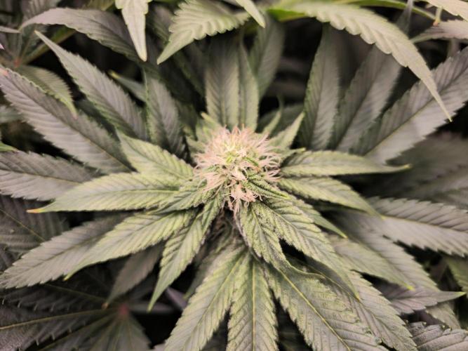 Royal AK Fem + O.G. Kush RQS. Week 9