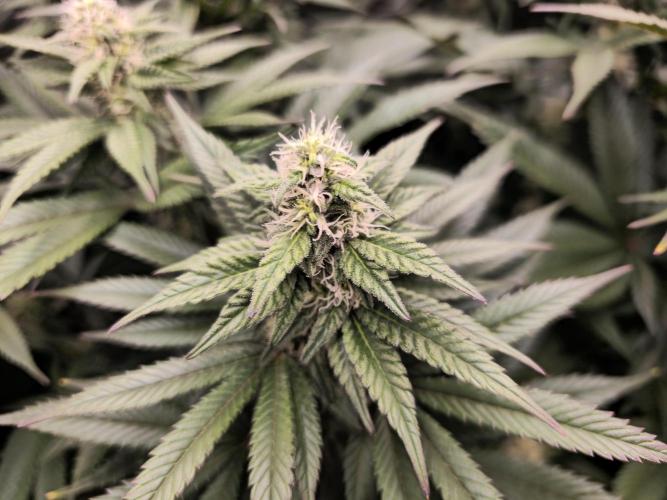 Royal AK Fem + O.G. Kush RQS. Week 9