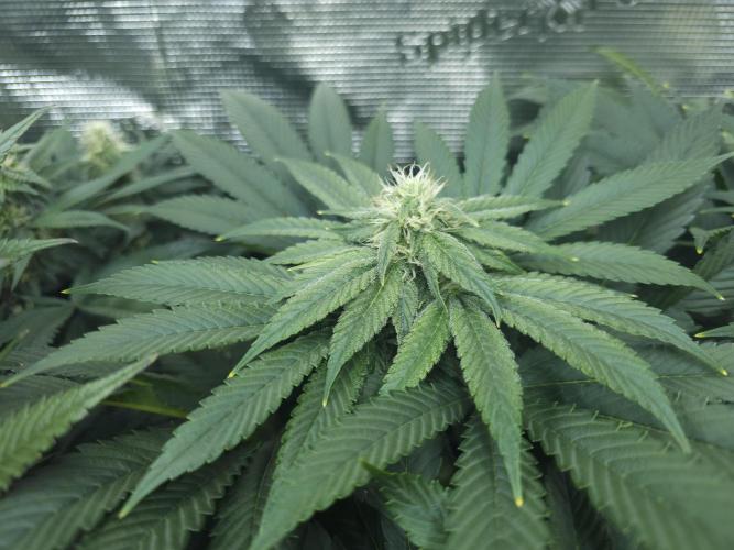 Royal AK Fem + O.G. Kush RQS. Week 9