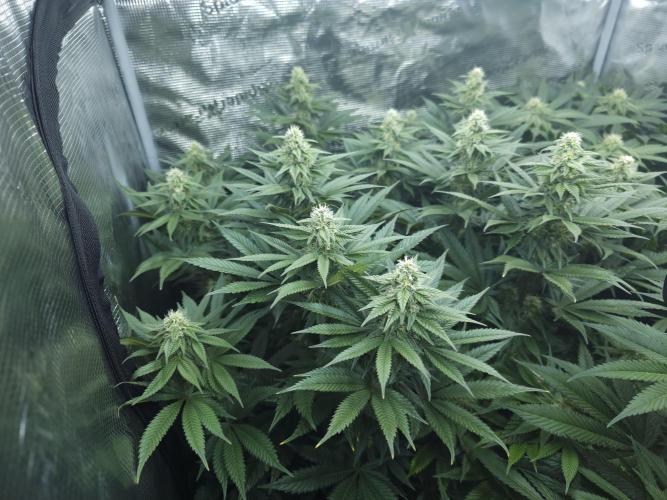 Royal AK Fem + O.G. Kush RQS. Week 9