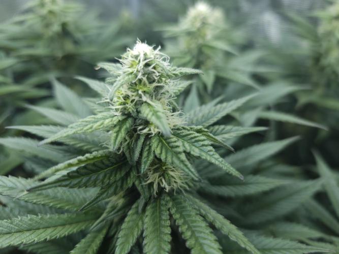 Royal AK Fem + O.G. Kush RQS. Week 9