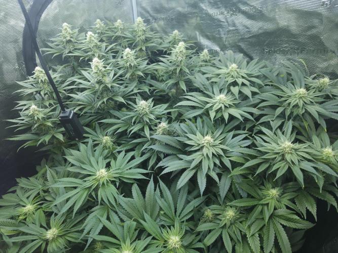 Royal AK Fem + O.G. Kush RQS. Week 9