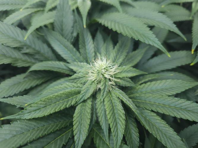 Royal AK Fem + O.G. Kush RQS. Week 9