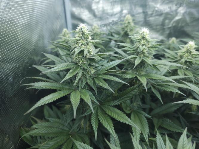 Royal AK Fem + O.G. Kush RQS. Week 9