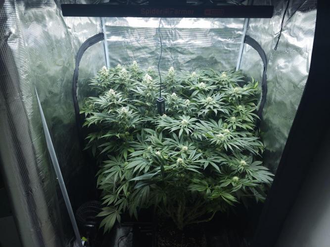 Royal AK Fem + O.G. Kush RQS. Week 9